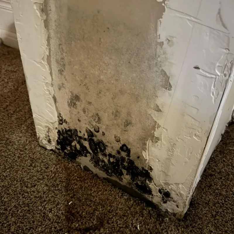 Professional Mold Removal in Mountain View, MO